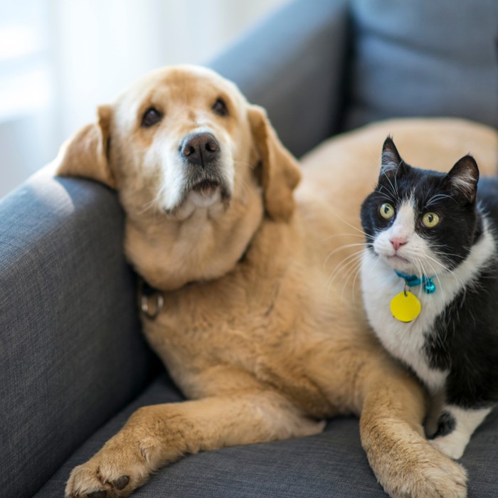 Pet-Friendly